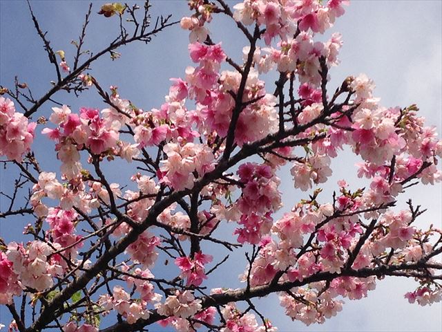 沖縄の寒緋桜2